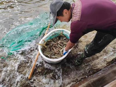 山東萬芝園食用菌科技南蝦越冬生產再獲豐收，趨勢資產管理助推國企高質量發展